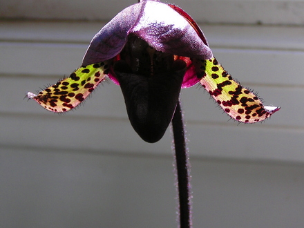 A garden flower photo