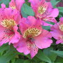 Alstroemeria
