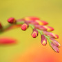 Crocosmia_detail_r
