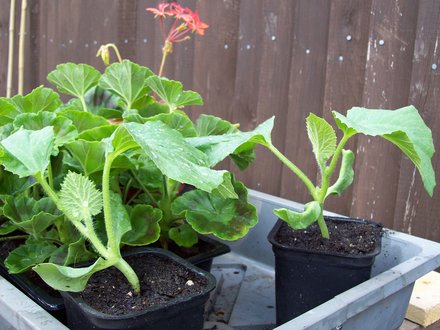 Water Mellon Plants 80p each :)
