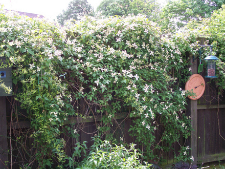 Clematis2.jpg