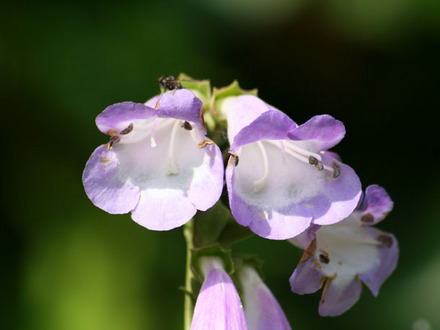 A garden flower photo