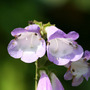 Penstemon_r