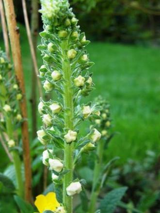 A garden flower photo