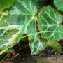 Copy_of_garden_040