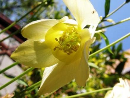aquilegia (aquilegia)
