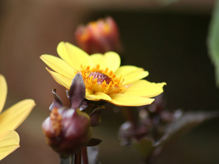 A garden flower photo