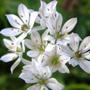 Copy_of_garden_046