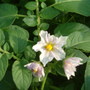 Dscf0234