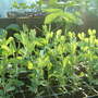 Dscf0237