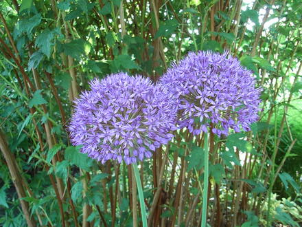 Allium 'Purple Sensation' (Allium 'Purple Sensation')