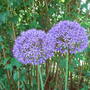Allium__purple_sensation_