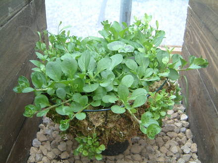 hanging baskets filling out nicely