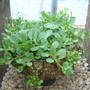 Dscf0240