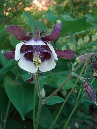 Aquilegia vulgaris 'William Guiness' (Aquilegia vulgaris 'William Guiness')