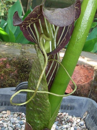 Arisaema griffithii (Arisaema griffithii)