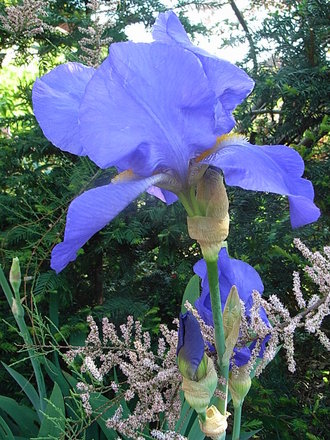Bearded_iris_-_1.jpg (Bearded iris)