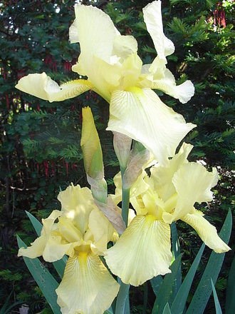 Bearded_iris_-_2.jpg (Bearded iris)