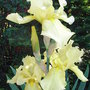 Bearded_iris_-_2