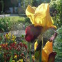 Bearded_iris_-_3