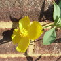 Dendromecon rigida (Dendromecon rigida)