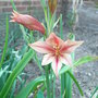 Gladiolus tristis