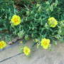 Helianthemum