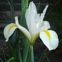 Iris xiphium