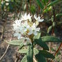 Ledum groenlandicum