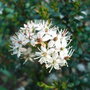 Leiophyllum buxifolium
