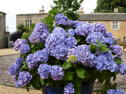 Hydrangea Macrophilla 'Blue Bonnet'