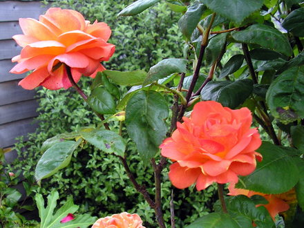 A garden flower photo