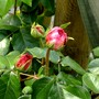 Clinbing rose buds almost out. (Rosa)