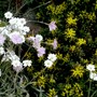 Rockery plants. 