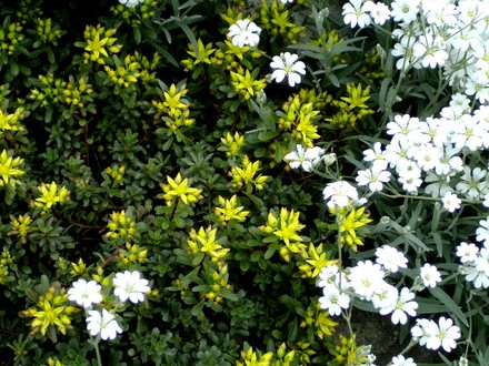 Yellow sedum just coming into flower