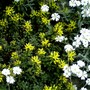 Yellow sedum just coming into flower