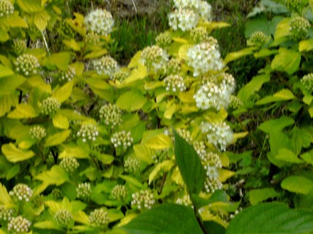 Physocarpus Darts Gold with flowers (Physocarpus opulifolius (Ninebark))