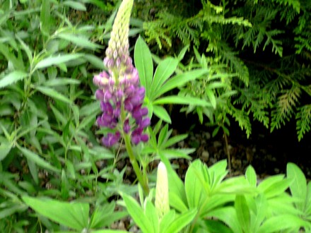 First Lupin of 2008 just coming out. (Lupinus angustifolius (Blue Lupin))