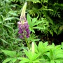 First Lupin of 2008 just coming out. (Lupinus angustifolius (Blue Lupin))