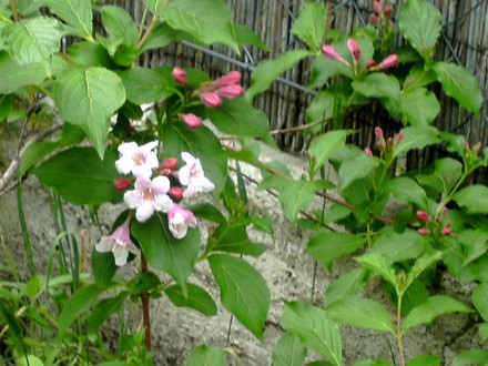 Wiegelia flowers just appearing (Weigelia florida)