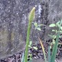 Fox tail lily. Flower spike shooting up. This will be its first ever flower. (Eremurus)