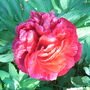 Paeonia_officinalis__rubra_plena_