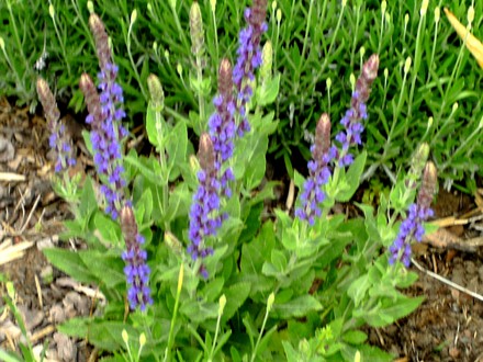 Salvia just coming into flower with Lavender behind it. (Salvia superba (Salvia))