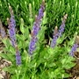 Salvia just coming into flower with Lavender behind it. (Salvia superba (Salvia))