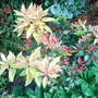 Pieris__firecrest__-_new_foliage