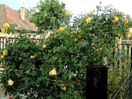 View over the fence.