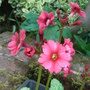 Primula beesiana (Primula beesiana)
