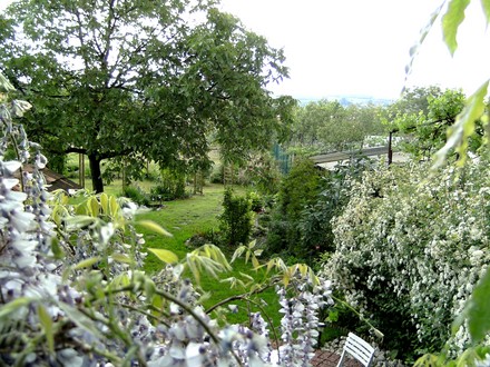 Current view of top right of back garden from terrace.