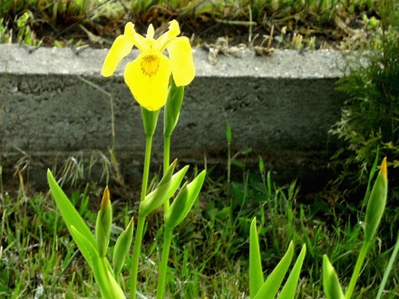 Yellow Iris near lower pond. (Iris sibirica (Siberian iris))