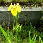 Yellow Iris near lower pond. (Iris sibirica (Siberian iris))